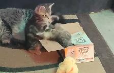 three kittens left two tabby and one scottish fold - Photo 6
