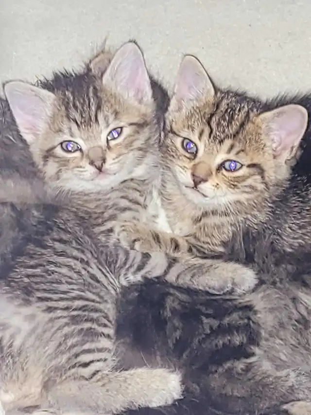 three kittens left two tabby and one scottish fold - Photo 7
