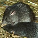 CROSSPOINT PEST CONTROL SERVICES - Photo 3