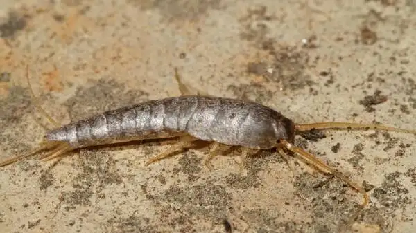 CROSSPOINT PEST CONTROL SERVICES - Photo 5