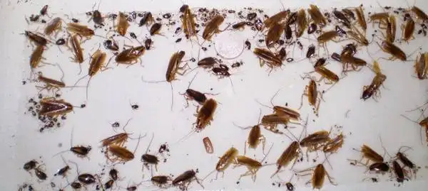 CROSSPOINT PEST CONTROL SERVICES - Photo 6