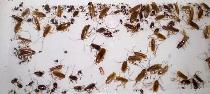 CROSSPOINT PEST CONTROL SERVICES - Photo 6