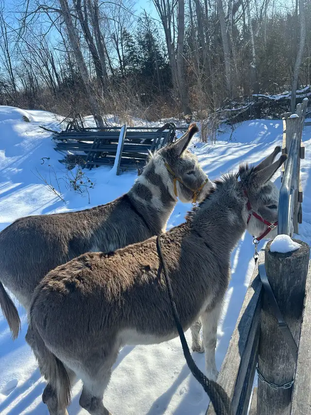 Standard Donkeys Paints