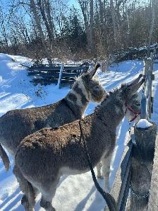 Standard Donkeys Paints