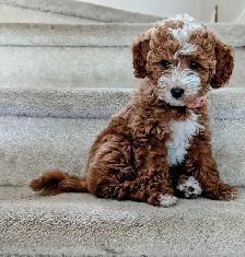 Toy/mini Cockapoo's Coming Soon