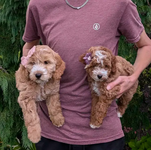 Toy/mini Cockapoo's Coming Soon - Photo 2