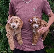 Toy/mini Cockapoo's Coming Soon - Photo 2