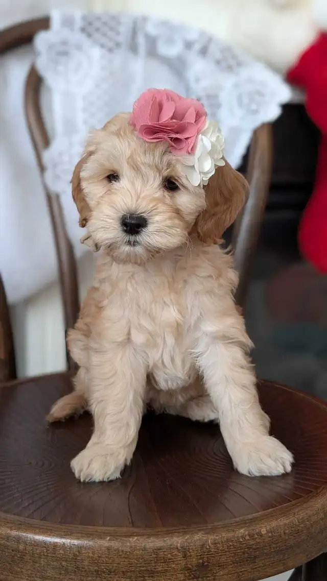 Toy/mini Cockapoo's Coming Soon - Photo 3