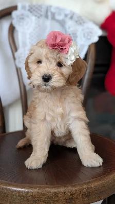 Toy/mini Cockapoo's Coming Soon - Photo 3