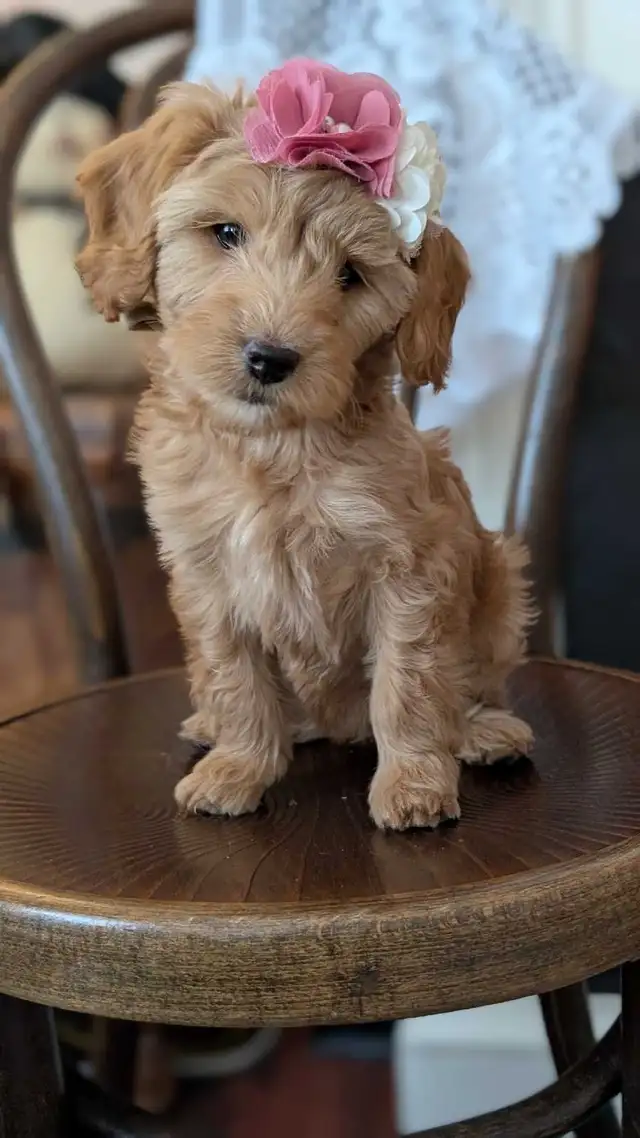 Toy/mini Cockapoo's Coming Soon - Photo 4