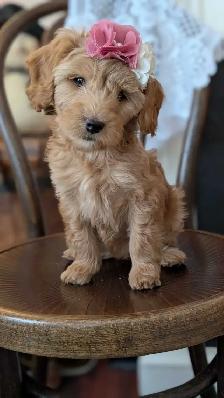 Toy/mini Cockapoo's Coming Soon - Photo 4