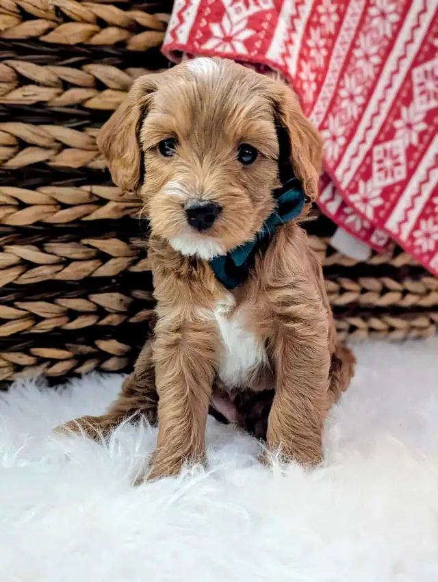 Toy/mini Cockapoo's Coming Soon - Photo 5
