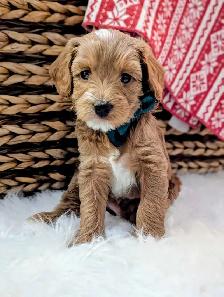 Toy/mini Cockapoo's Coming Soon - Photo 5