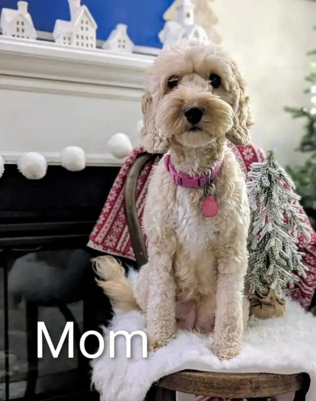 Toy/mini Cockapoo's Coming Soon - Photo 6