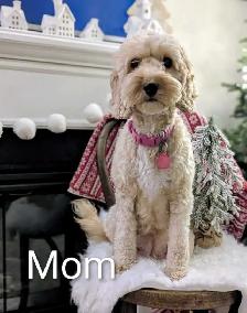 Toy/mini Cockapoo's Coming Soon - Photo 6