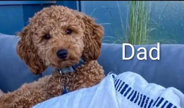 Toy/mini Cockapoo's Coming Soon - Photo 7