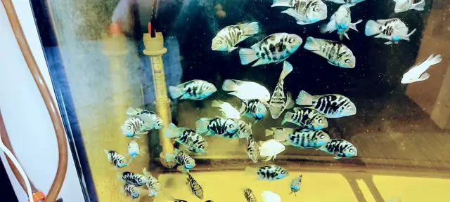 Mini parrot cichlid for sale