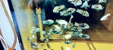 Mini parrot cichlid for sale