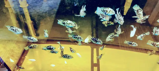 Mini parrot cichlid for sale - Photo 2