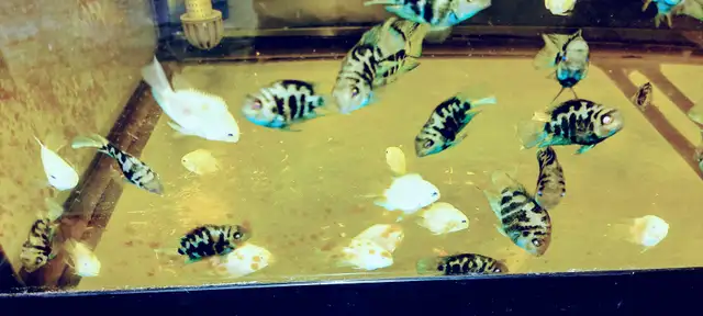 Mini parrot cichlid for sale - Photo 3