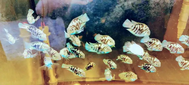 Mini parrot cichlid for sale - Photo 4