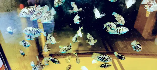 Mini parrot cichlid for sale - Photo 5