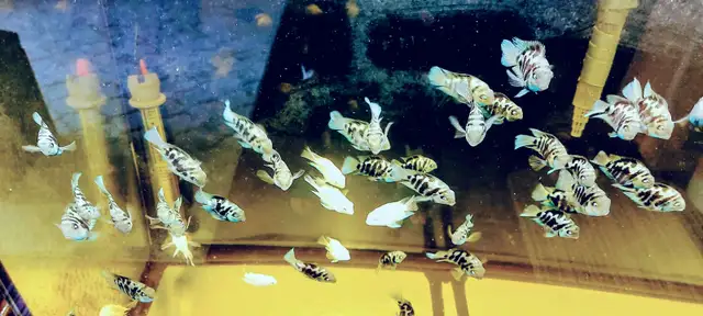 Mini parrot cichlid for sale - Photo 6
