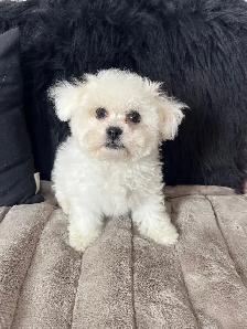 Bichon puppies