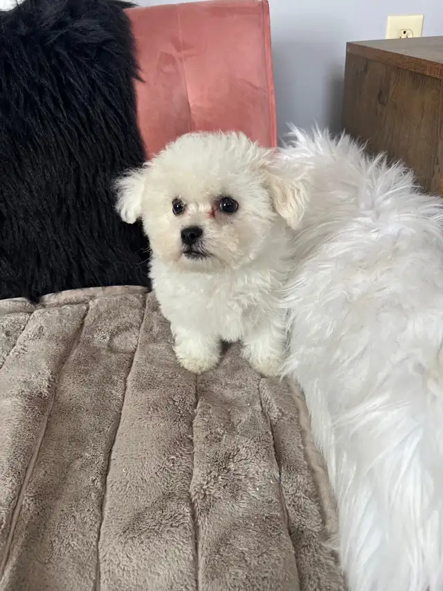 Bichon puppies - Photo 2