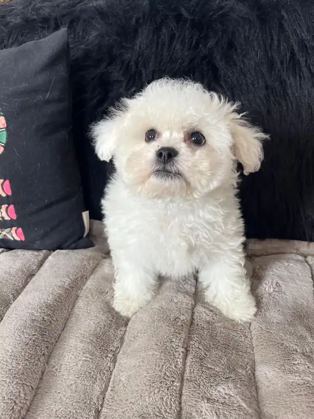 Bichon puppies - Photo 3