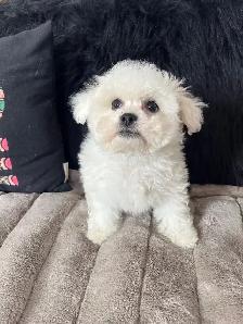 Bichon puppies - Photo 3
