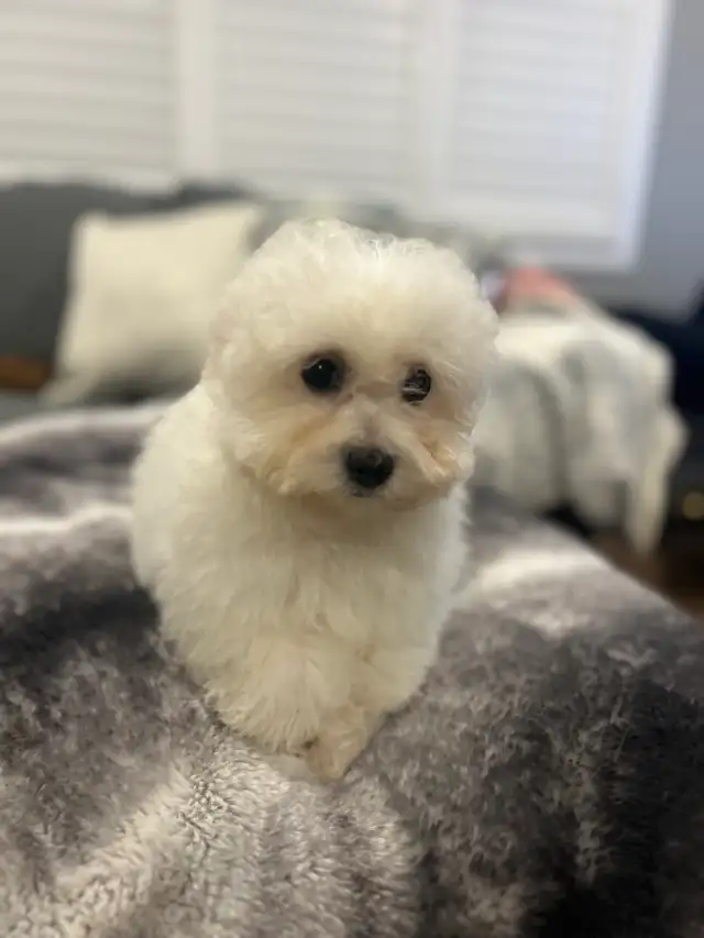 Bichon puppies - Photo 4