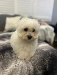 Bichon puppies - Photo 4