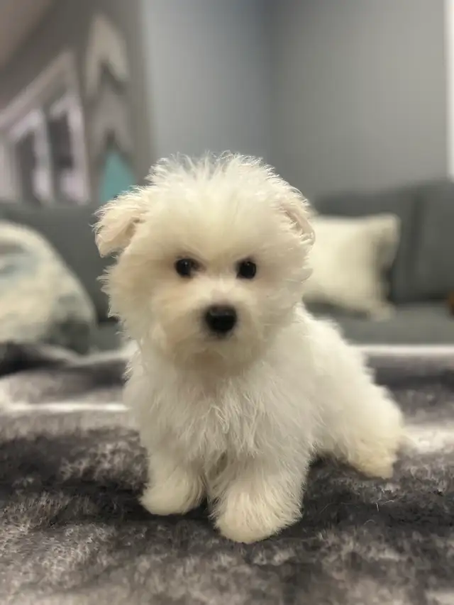Bichon puppies - Photo 5