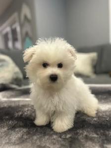 Bichon puppies - Photo 5