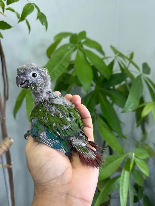 Conure babies for sale, (Green check)