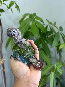 Conure babies for sale, (Green check)