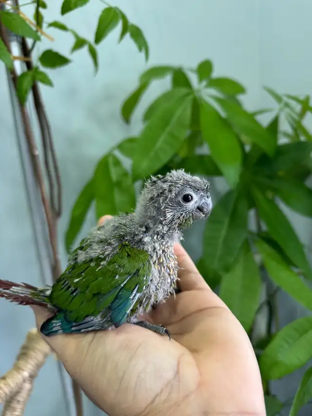 Conure babies for sale, (Green check) - Photo 2