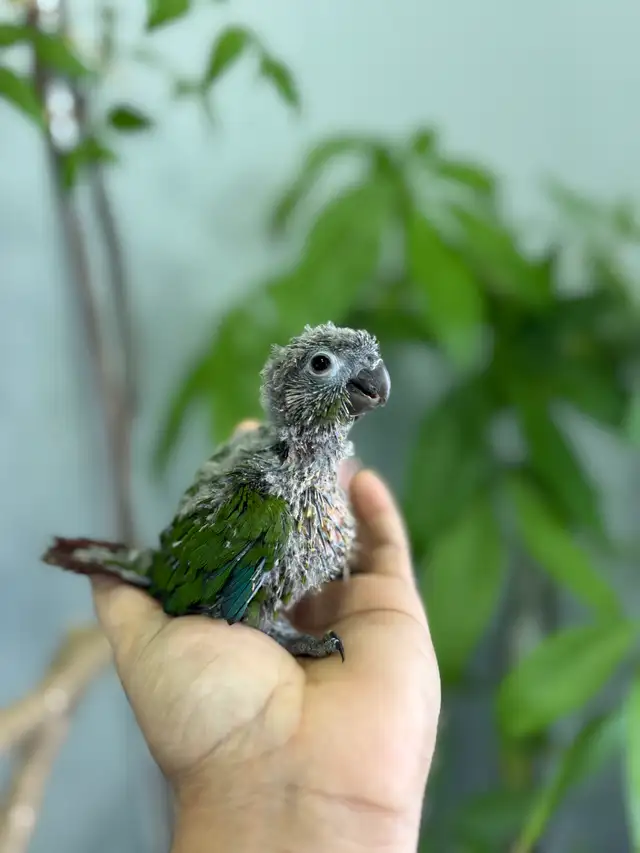 Conure babies for sale, (Green check) - Photo 3