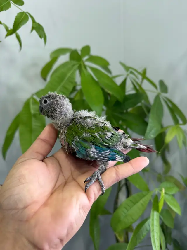 Conure babies for sale, (Green check) - Photo 4