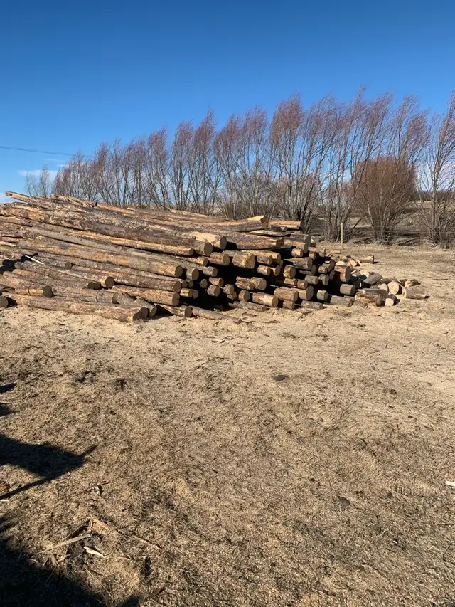 Dry Firewood/ Free Delivery - Photo 3