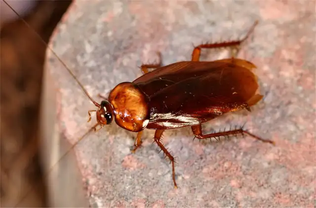 AFFORDABLE 24/7 PEST CONTROL! ELIMINEX PEST MANAGEMENT - Photo 7