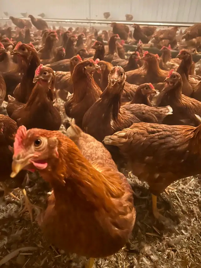 Lohman young laying hens