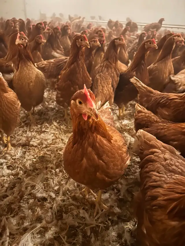 Lohman young laying hens - Photo 2