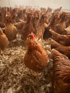 Lohman young laying hens - Photo 2
