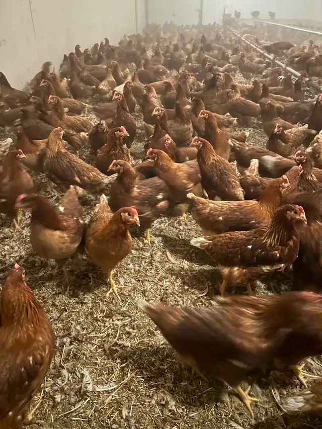 Lohman young laying hens - Photo 3