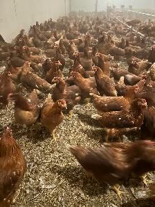 Lohman young laying hens - Photo 3