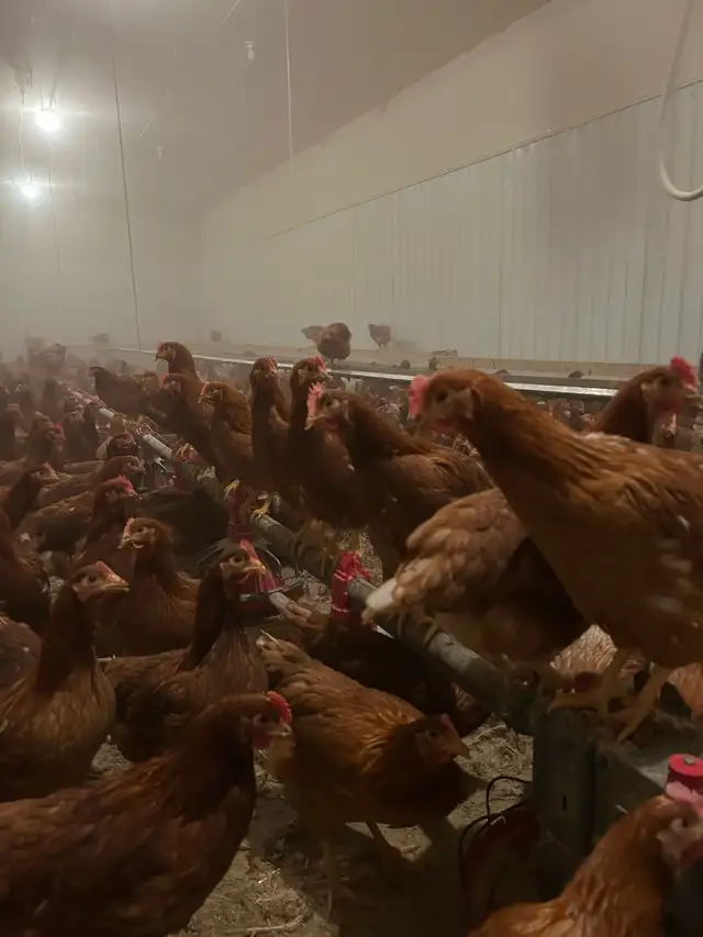 Lohman young laying hens - Photo 4