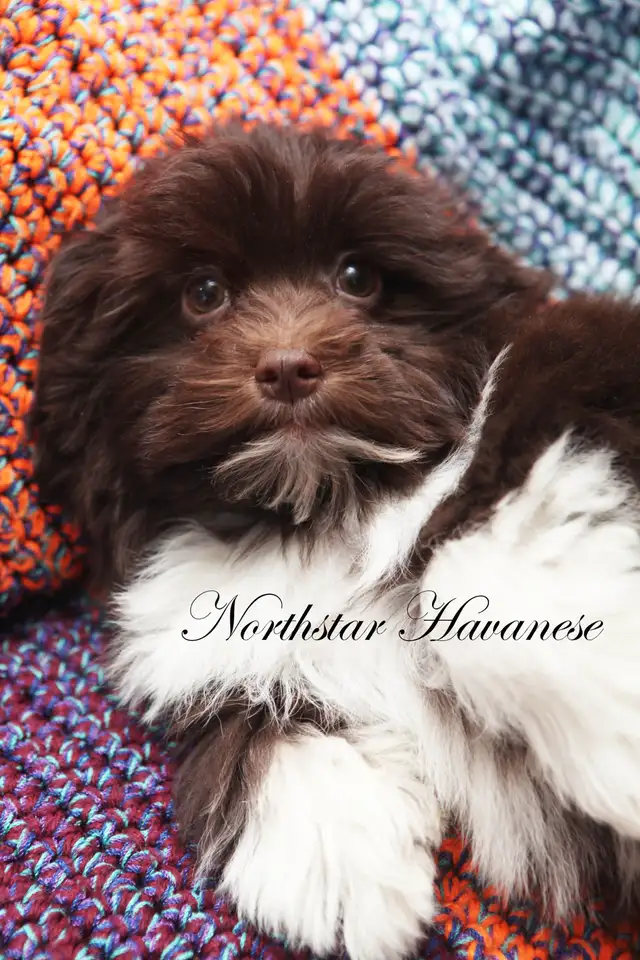 CKC Havanese Chocolate and White
