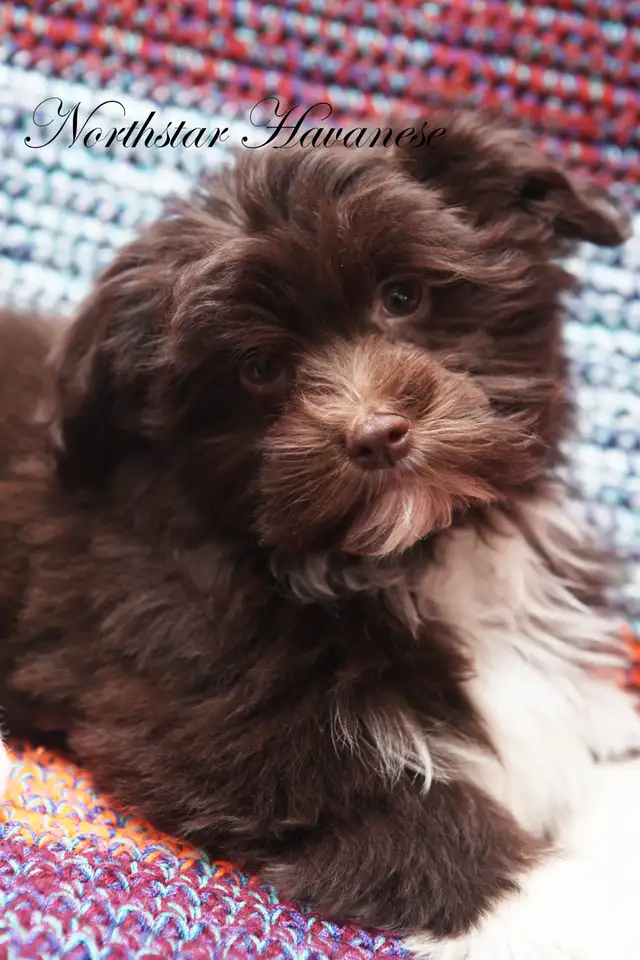 CKC Havanese Chocolate and White - Photo 2